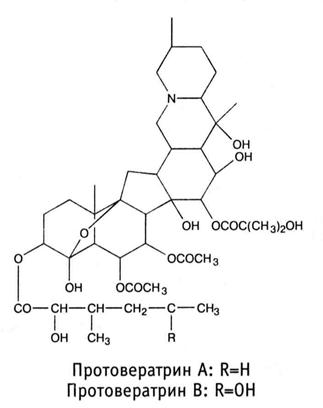 Сем. мелантиевые - Melanthiaceae. Другие названия: чемеричный корень, кукольник, чемерка, чермис - student2.ru