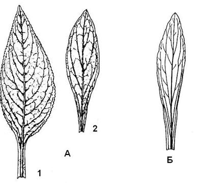 Сем. норичниковые - Scrophulariaceae - student2.ru