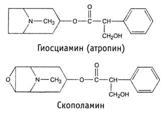 Сем. пасленовые - Solanaceae - student2.ru