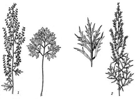 Сем. сложноцветные - Asteraceae (Compositae) - student2.ru