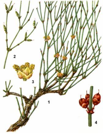Сем. эфедровые - Ephedraceae - student2.ru