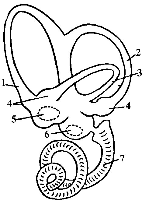 слуховая и вестибулярная сенсорные системы - student2.ru