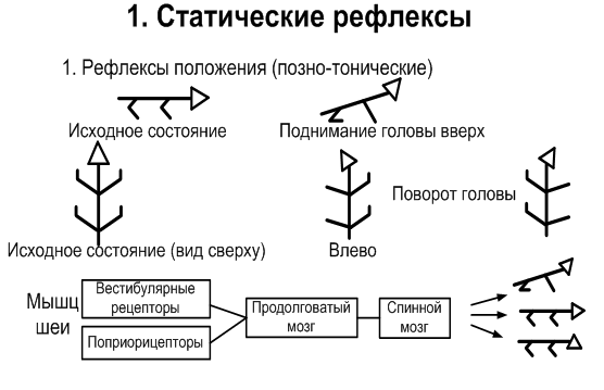 Соматической нервной системы - student2.ru