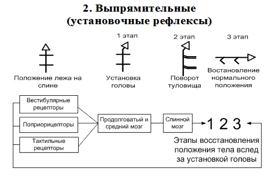 Соматической нервной системы - student2.ru