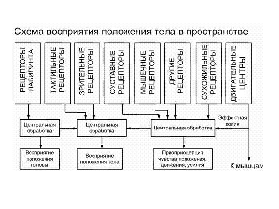 Соматической нервной системы - student2.ru