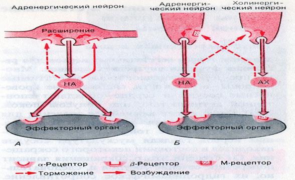 Соматической нервной системы - student2.ru