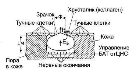 Специализированные органы человека по восприятию и излучению радиоволн - student2.ru