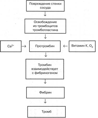 Сравнительная характеристика различных групп лейкоцитов - student2.ru