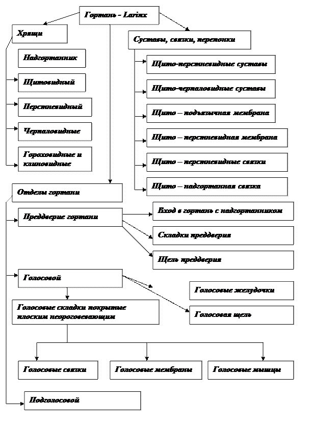 структура носа - student2.ru