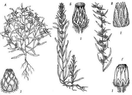 Сушеница топяная - Gnaphalium uliginosum L - student2.ru