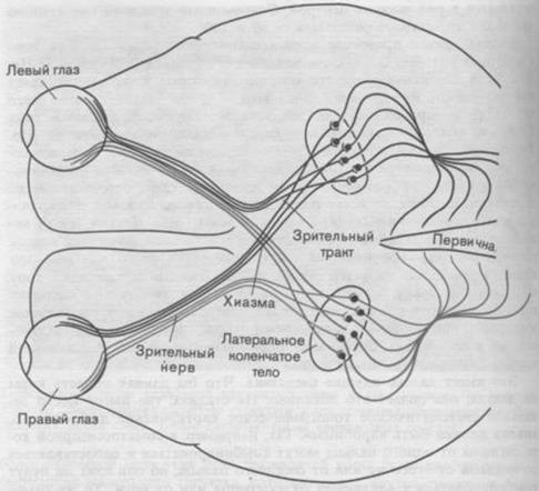Связи в зрительном анализаторе - student2.ru