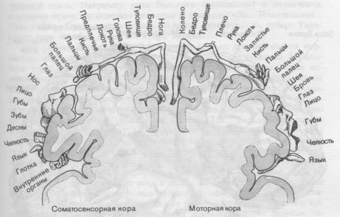 Связи в зрительном анализаторе - student2.ru