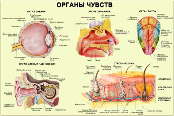 Участие разных отделов мозга в процессе восприятия. - student2.ru