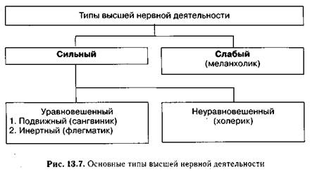 учение о типах высшей нервной деятельности - student2.ru