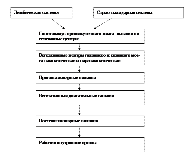 VI. В дневнике для практических работ начертите граф-структуру головного мозга - student2.ru