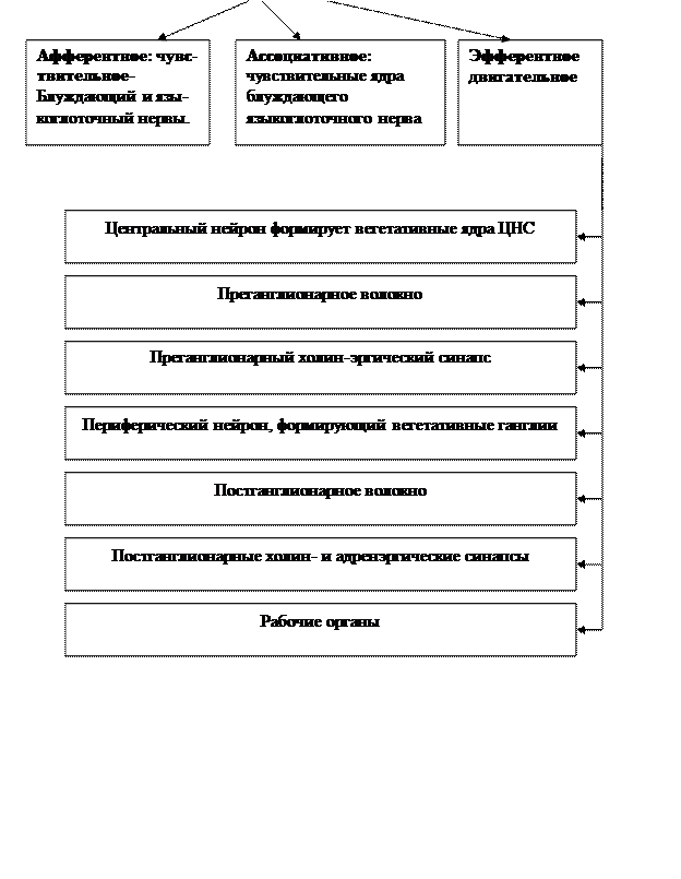 VI. В дневнике для практических работ начертите граф-структуру головного мозга - student2.ru