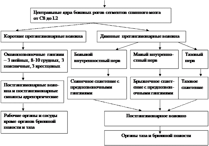 VI. В дневнике для практических работ начертите граф-структуру головного мозга - student2.ru