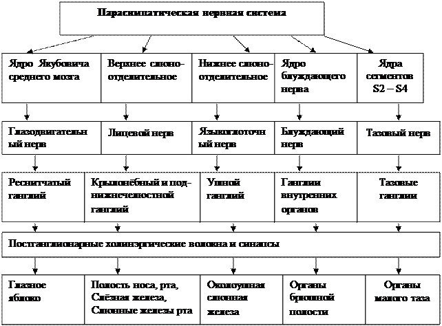 VI. В дневнике для практических работ начертите граф-структуру головного мозга - student2.ru