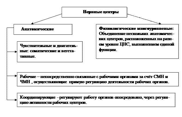 VI. В дневнике для практических работ начертите граф-структуру головного мозга - student2.ru