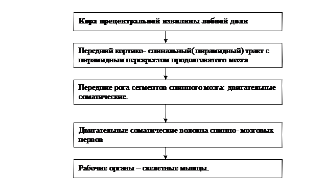 VI. В дневнике для практических работ начертите граф-структуру головного мозга - student2.ru