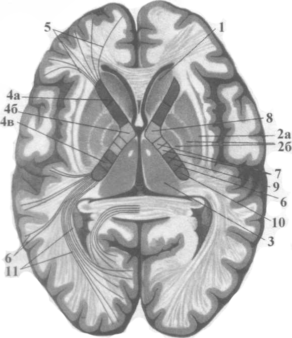 Внутренняя (медиальная) поверхность полушария головного мозга - student2.ru
