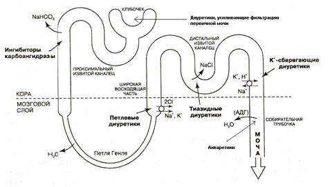 ВОПРОС 1. Классификация диуретиков по месту и характеру действия в нефроне - student2.ru