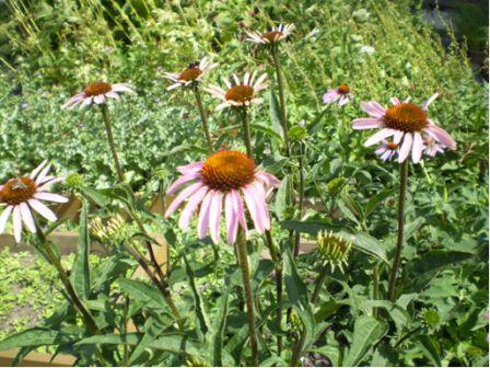 Эхинацея пурпурная - Echinacea purpurea (L.) Moench - student2.ru