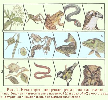 Экосистема пресного водоема - student2.ru