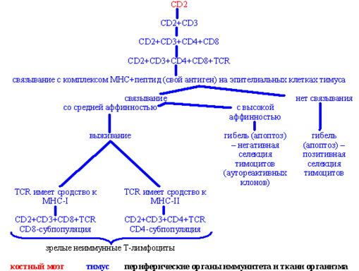 Экспрессия поверхностных маркеров Т-лимфоцитов в процессе лимфопоэза и селекция ненужных клонов - student2.ru