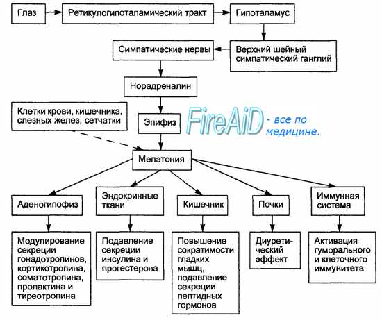 Эндокринные функции эпифиза и тимуса. Значение эпифиза в регуляции биоритмов организма - student2.ru
