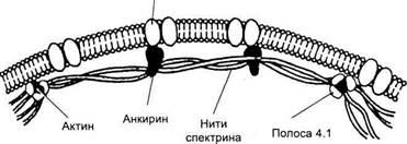 эритроциты - student2.ru