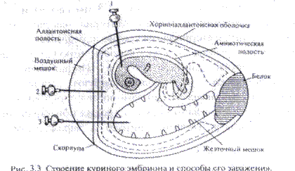 Заражение куриных эмбрионов. - student2.ru