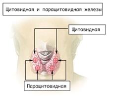 Железы внутренней секреции - student2.ru