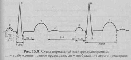 Зубцы и интервалы электрокардиограммы (ЭКГ) - student2.ru