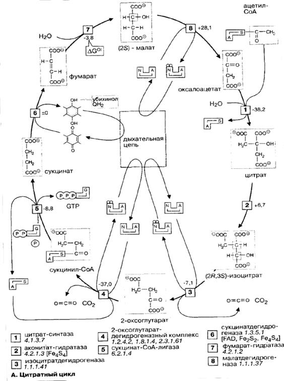 Цитратный цикл (Цикл Кребса). - student2.ru