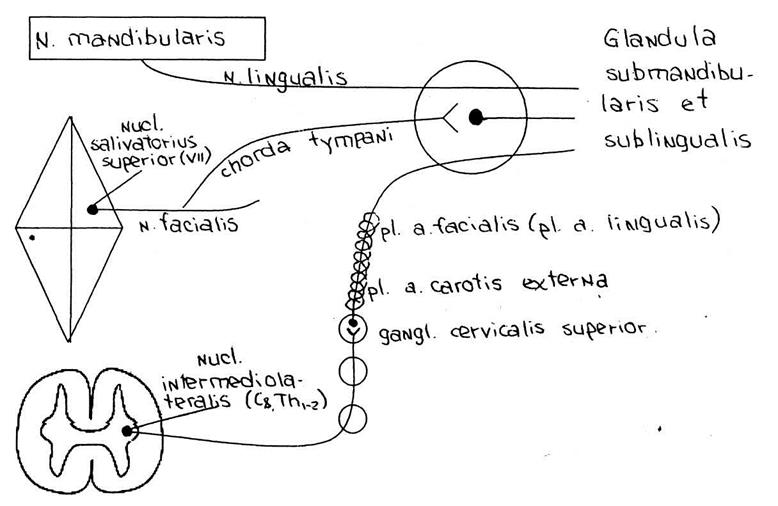 Ganglion submandibulare(sublinguale) - student2.ru