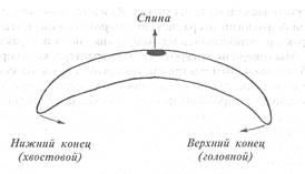 и эмоциональные проявления - student2.ru