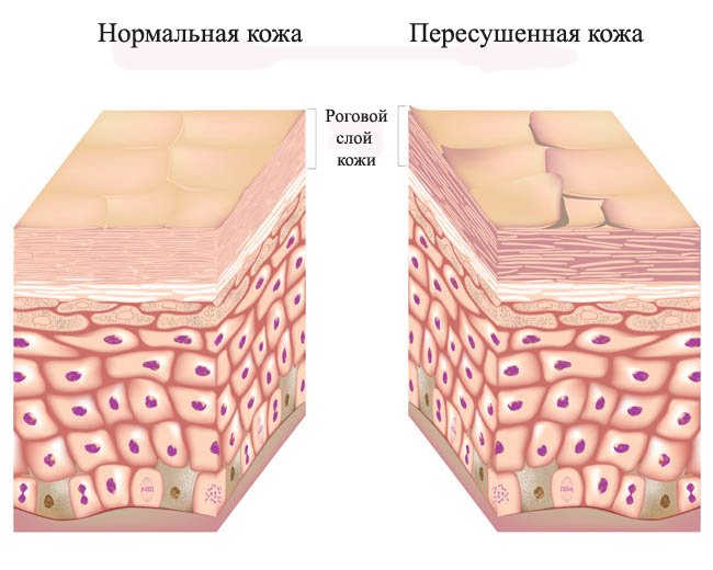 Коллаген в увлажняющих кремах - student2.ru