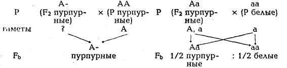 моногибридное скрещивание - student2.ru