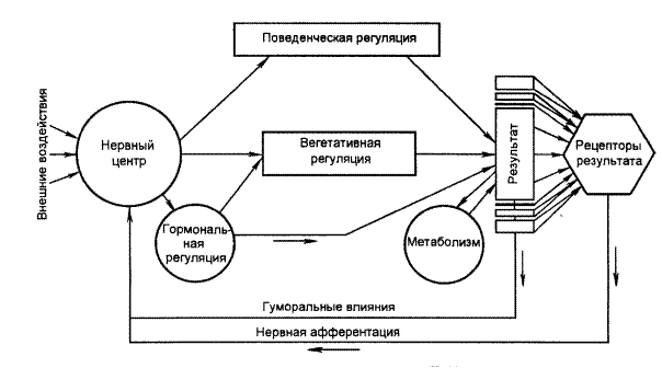 Архитектоника функциональной системы - student2.ru