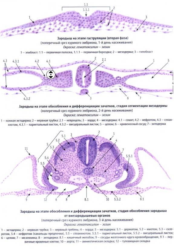 Препарат 2. Зародыш курицы на стадии образования осевых зачатков. Поперечный срез. Окраска гематоксилином. - student2.ru