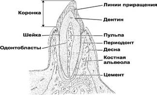 Препарат № 97 Срез дна желудка. Гематоксилин-эозин - student2.ru