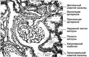 Препарат № 97 Срез дна желудка. Гематоксилин-эозин - student2.ru