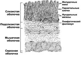 Препарат № 97 Срез дна желудка. Гематоксилин-эозин - student2.ru