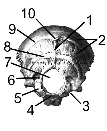 Внутреннее основание черепа. - student2.ru