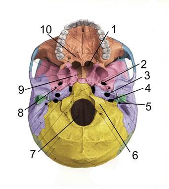 Внутреннее основание черепа. - student2.ru