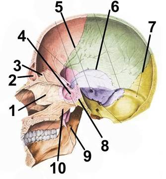 Внутреннее основание черепа. - student2.ru