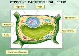 Задание № 3 (практическое). Текст задания: Решите задачу - student2.ru