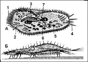А – вегетативная стадия; Б – циста. - student2.ru