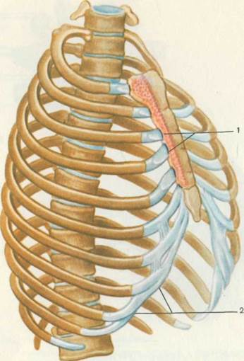 А — вид спереди; Б — вид сзади; 1 — наружная подвздошная артерия; 1 страница - student2.ru